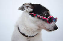 戴墨镜酷酷的宠物狗写真摄影高清壁纸