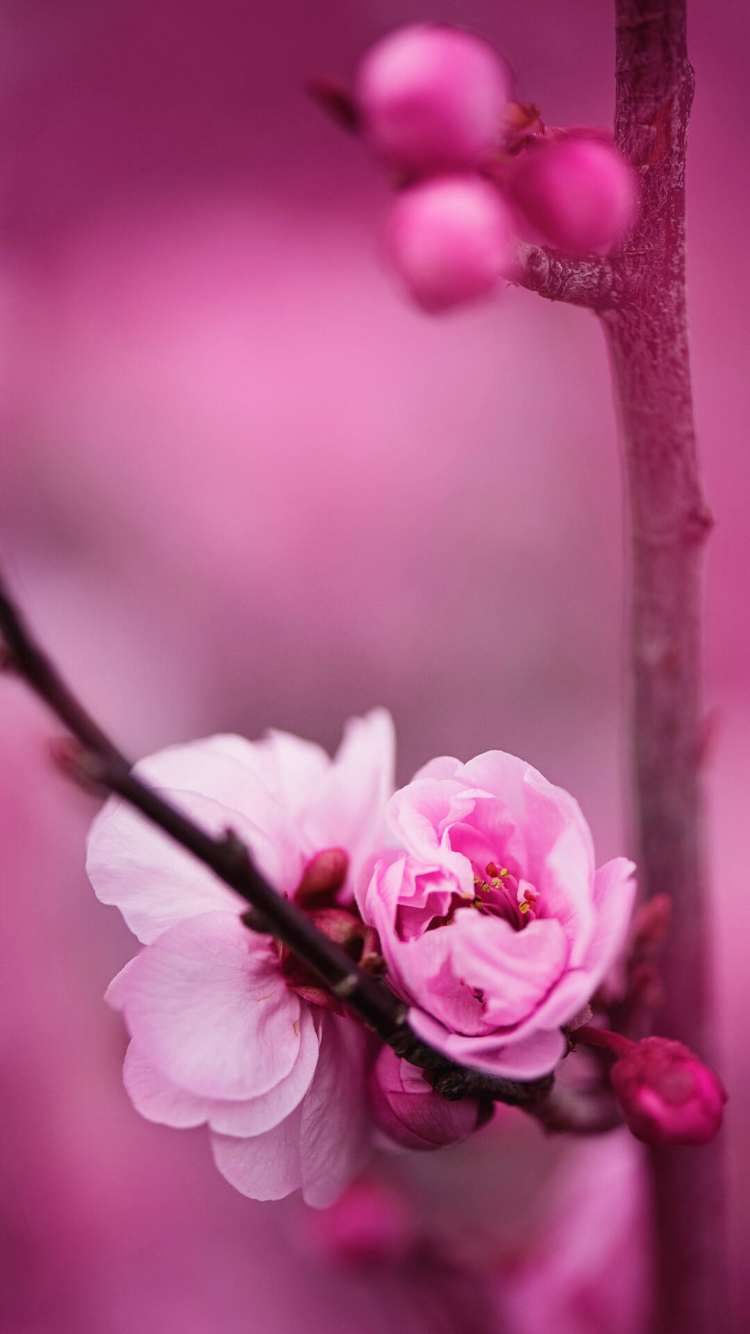 盛开的粉色蔷薇科植物樱花的唯美摄影手机壁纸套图1
