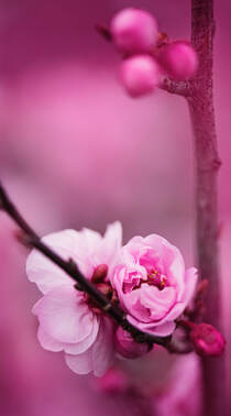 盛开的粉色蔷薇科植物樱花的唯美摄影手机壁纸组图1