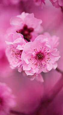 盛开的粉色蔷薇科植物樱花的唯美摄影手机壁纸组图2