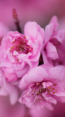 盛开的粉色蔷薇科植物樱花的唯美摄影手机壁纸组图3