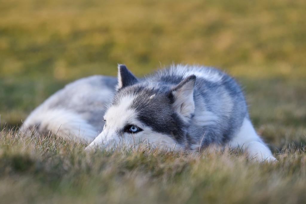 屋后草坪上慵懒的狗狗哈士奇图片图片