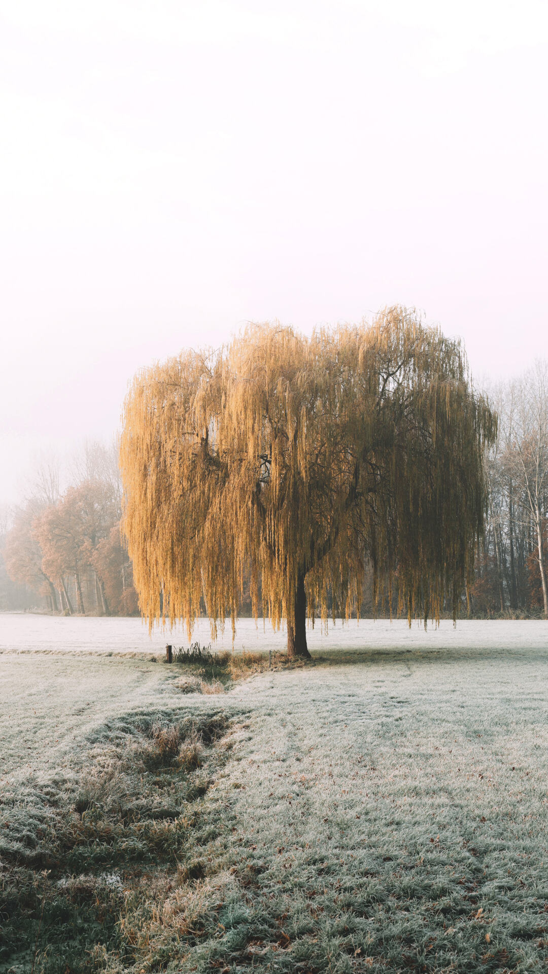 霜雪满天的平原上的一棵树高清手机壁纸