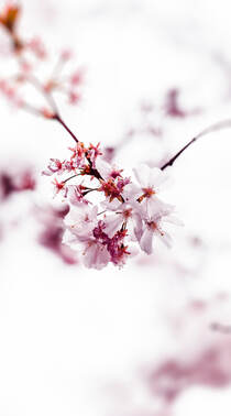 唯美又浪漫的蔷薇科植物樱花的超清摄影手机壁纸