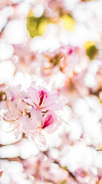 唯美又浪漫的蔷薇科植物樱花的超清摄影手机壁纸组图3