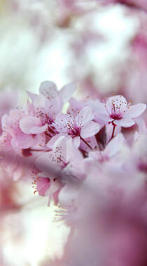 唯美又浪漫的蔷薇科植物樱花的超清摄影手机壁纸组图2