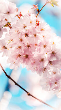 唯美又浪漫的蔷薇科植物樱花的超清摄影手机壁纸组图5