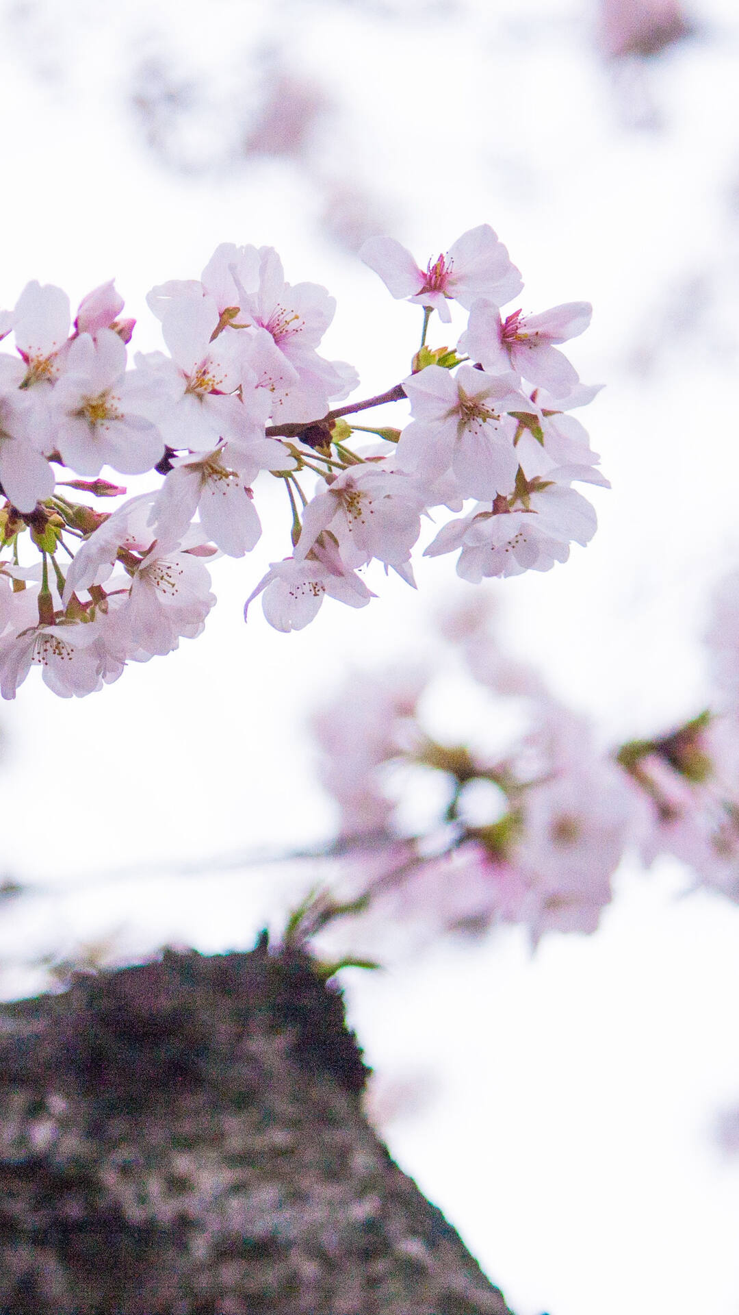 唯美又浪漫的蔷薇科植物樱花的超清摄影手机壁纸套图4