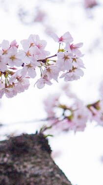 唯美又浪漫的蔷薇科植物樱花的超清摄影手机壁纸组图4