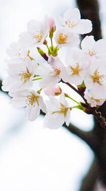 唯美又浪漫的蔷薇科植物樱花的超清摄影手机壁纸组图6