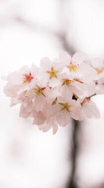 唯美又浪漫的蔷薇科植物樱花的超清摄影手机壁纸组图8