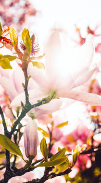 唯美又浪漫的蔷薇科植物樱花的超清摄影手机壁纸组图7