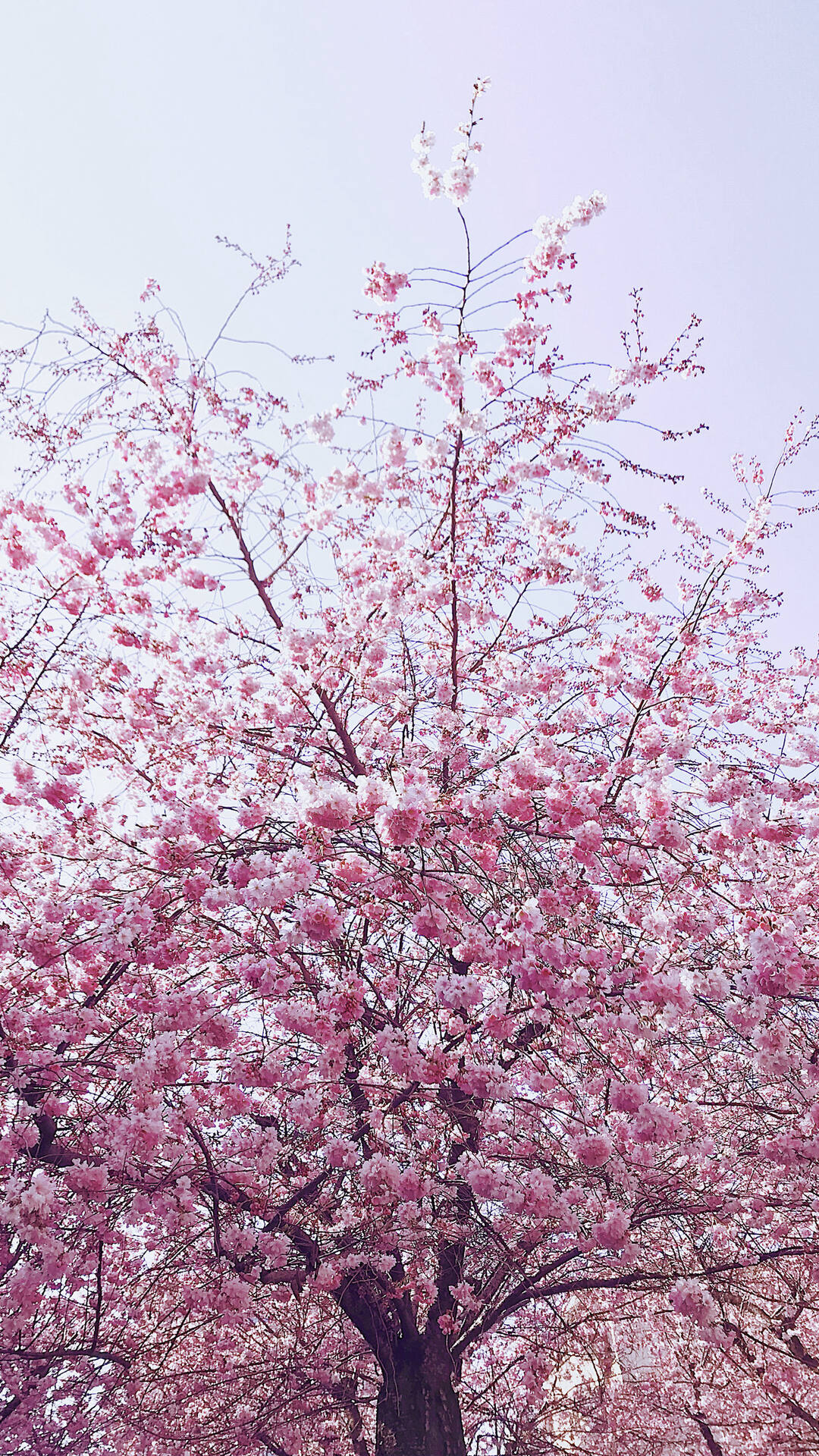 唯美浪漫的樱花树林超清摄影手机壁纸推荐第3张壁纸