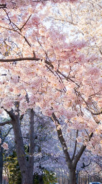 唯美浪漫的樱花树林超清摄影手机壁纸推荐