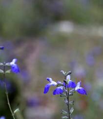 山花浪漫，开着蓝色小花的柳叶鼠尾草图片组图7