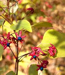 花果美丽的海州常山（臭梧桐）叶，花，果实微距图片组图3