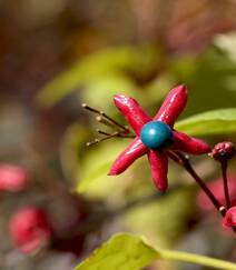 花果美丽的海州常山（臭梧桐）叶，花，果实微距图片组图1