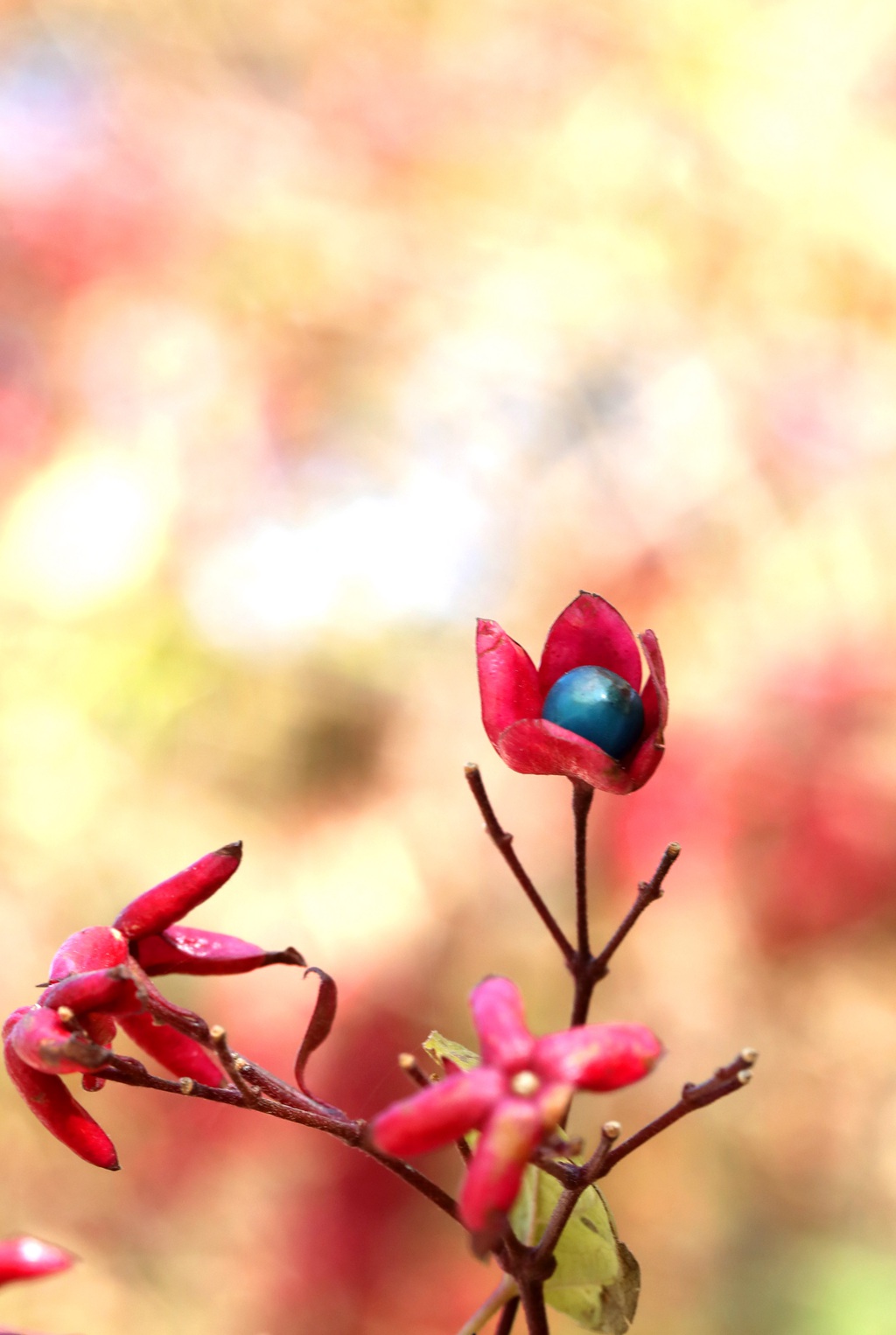 花果美丽的海州常山（臭梧桐）叶，花，果实微距图片图片