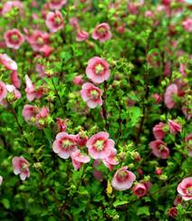 一朵一朵，漂亮极了，开满粉红色小花的观赏灌木小木槿高清图片组图5