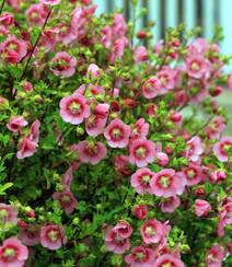 一朵一朵，漂亮极了，开满粉红色小花的观赏灌木小木槿高清图片组图3