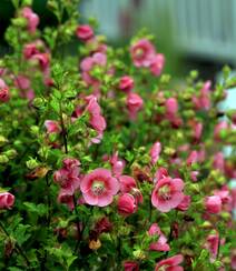 一朵一朵，漂亮极了，开满粉红色小花的观赏灌木小木槿高清图片组图1