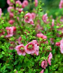 一朵一朵，漂亮极了，开满粉红色小花的观赏灌木小木槿高清图片