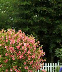 一朵一朵，漂亮极了，开满粉红色小花的观赏灌木小木槿高清图片组图2