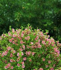 一朵一朵，漂亮极了，开满粉红色小花的观赏灌木小木槿高清图片组图4