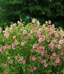 一朵一朵，漂亮极了，开满粉红色小花的观赏灌木小木槿高清图片组图7