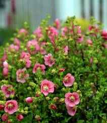 一朵一朵，漂亮极了，开满粉红色小花的观赏灌木小木槿高清图片组图8