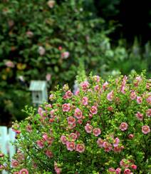 一朵一朵，漂亮极了，开满粉红色小花的观赏灌木小木槿高清图片组图9