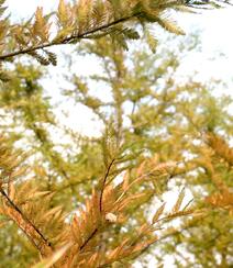 入冬后的中山杉枝叶，树干等高清微距图片组图3