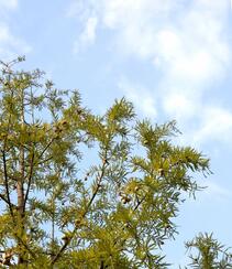 入冬后的中山杉枝叶，树干等高清微距图片组图6
