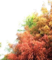 入冬后的中山杉枝叶，树干等高清微距图片组图5