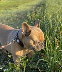 头大，体型小的可爱观赏宠物犬斗牛犬唯美摄影图片组图2