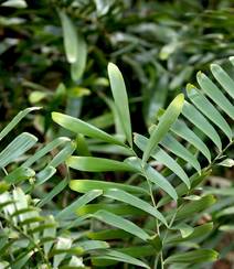 泽米-野外生长的苏铁类植物之钝叶泽米高清图片