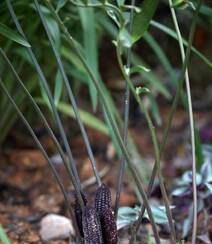 泽米-野外生长的苏铁类植物之钝叶泽米高清图片组图1