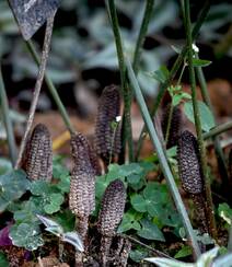 泽米-野外生长的苏铁类植物之钝叶泽米高清图片组图5