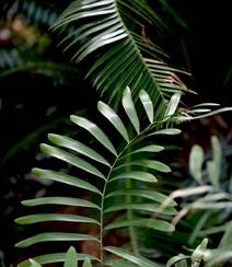 泽米-野外生长的苏铁类植物之钝叶泽米高清图片组图9