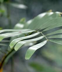 泽米-野外生长的苏铁类植物之钝叶泽米高清图片组图4