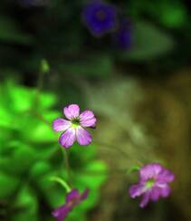 开着紫色或蓝色小花朵的食虫植物捕虫堇高清图片组图1