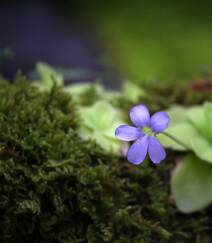 开着紫色或蓝色小花朵的食虫植物捕虫堇高清图片组图7