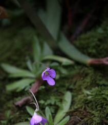 开着紫色或蓝色小花朵的食虫植物捕虫堇高清图片组图2
