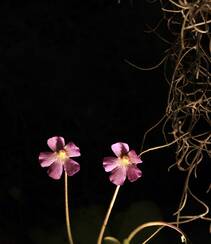开着紫色或蓝色小花朵的食虫植物捕虫堇高清图片组图3