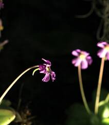 开着紫色或蓝色小花朵的食虫植物捕虫堇高清图片组图8