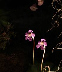 开着紫色或蓝色小花朵的食虫植物捕虫堇高清图片组图4