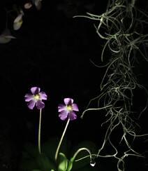 开着紫色或蓝色小花朵的食虫植物捕虫堇高清图片组图5