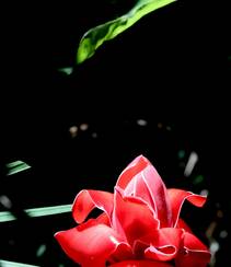 颜色鲜红，形态像蜡的火炬姜（瓷玫瑰）花朵高清图片组图5