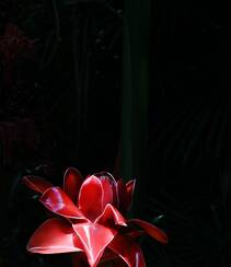 颜色鲜红，形态像蜡的火炬姜（瓷玫瑰）花朵高清图片组图3