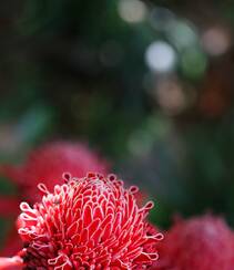 颜色鲜红，形态像蜡的火炬姜（瓷玫瑰）花朵高清图片组图8